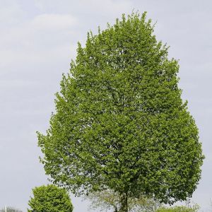 Tilleul &agrave; petites feuilles/Pot de 7,5L - 80/100 cm