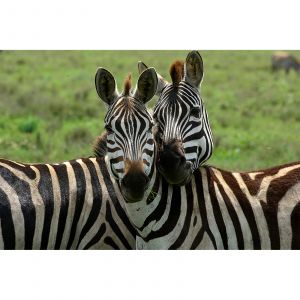 A.S. Creation Papier peint panoramique Tansania DD100733 XXL World Trip - 267 x 400 cm (4 pi&egrave;ces)