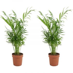 Bloomique - Lot de 2 - Chamaedorea Elegans - Palmier nain du Mexique - Plantes d'intérieur - Purificateur d'air - Respectueux des animaux - Facile d'entretien - 35-45 cm de haut - Pot 12 cm