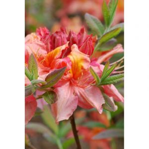 Azal&eacute;e de chine 'jolie madame ' taille