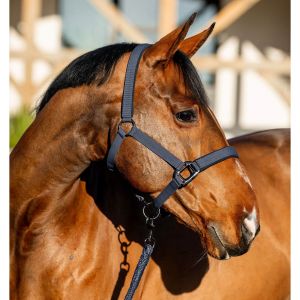 Ensemble licol et longe pour cheval Horseware Amigo