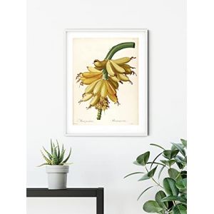 Komar Affiche d'art Plantains - Taille: 30 x 40 cm - vert, jaune