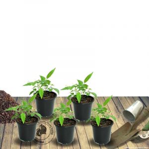 Rose tr&eacute;mi&egrave;re Chater's Double Blanc/Godet