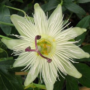 Passiflore caerulea Constance elliot/Godet - 5/20 cm