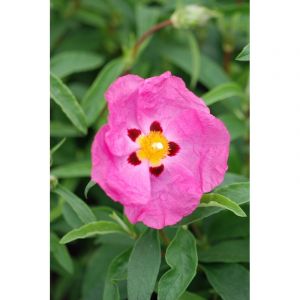 Ciste purpureus taille du pot - en pot d