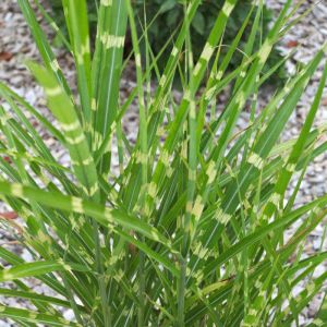 Miscanthus, Roseau de Chine Zebrinus/Godet - 5/20 cm