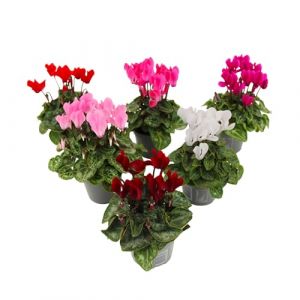Cyclamen Persicum - Mix de 6 - Plantes d'intérieur - Pot 9cm - Hauteur 10-20cm