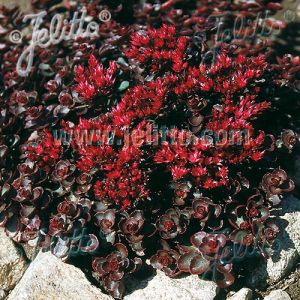 Orpin spurium Woodoo/Godet