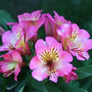 Image de 2 Alstroemères 'Charles' (Alstroemeria 'Charles') - Vendu par 2 - Lot de 2 godets