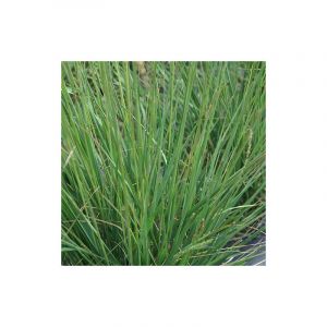 Molinie bleue caerulea Overdam/Godet