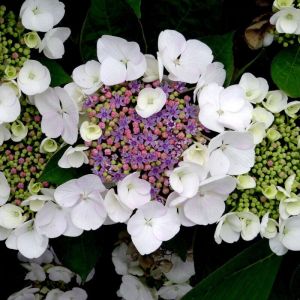 Pot de 3l hortensia arbustif sargentiana