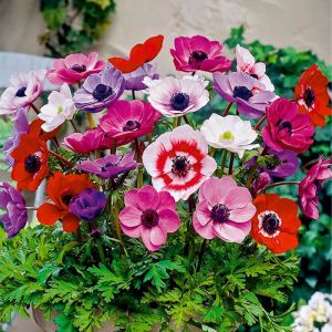 Mix van 50 - Anemone De Caen - Tuinanemoon - Mix van Kleuren - Bloembollen - Voorjaarsbloeiend - Meerjarige Planten - Groeit tot 20-25 cm - Bloomique