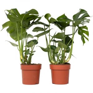 Plant in a Box - XL Monstera Deliciosa - Set de 2 plantes à trous - Pot 21cm - Hauteur 70-80cm