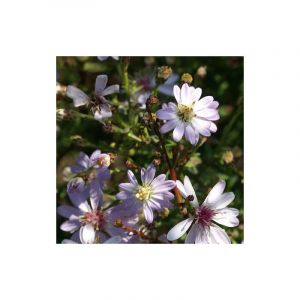 Aster d'automne Ideal/Godet