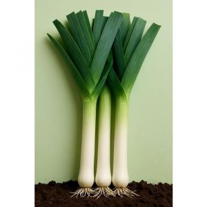 150 graines &agrave; semer - Le Grenier d' Abondance - POIREAU Gros Long d' &eacute;t&eacute; - Allium porrum