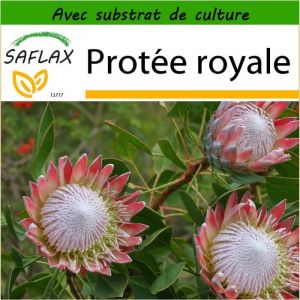 Image de Saflax Protée royale - 5 graines - Avec substrat - Protea cynaroides