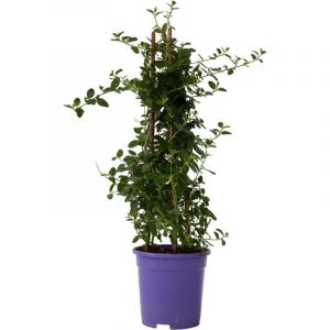 Image de Plant In A Box - Ceanothus thyrsiflorus Repens - Arbuste - Pot 17cm - Hauteur 60-70cm - Bleu