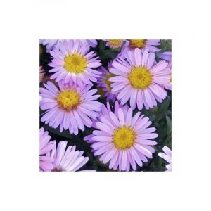 Aster d'automne dumosus Marjorie/Godet