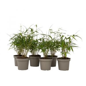 Bambou non-traçant (x6), Fargesia scabrida 'Asian Wonder', 25cm