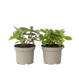 Hortensia - Set de 2 - Hydrangea 'Magic Sunset' - Hauteur 25-40cm - ⌀19cm