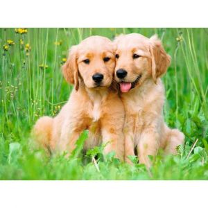 Ravensburger Puzzle 500 pi&egrave;ces : Les fr&egrave;res Golden Retriever