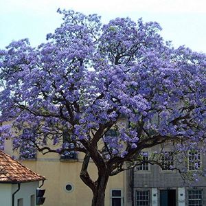 1 Pianta Di Paulownia Tomentosa Mielifera Fiori Profumati Viola