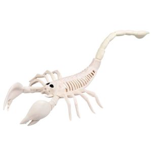 Ruedelafete Squelette de Scorpion