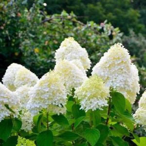 Hortensia Panicul&eacute; 'Bobo' (Hydrangea Paniculata) - Godet - Taille 13/25cm