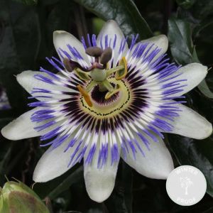 Passiflora caerulea – Passiflore – Plante grimante – Rustique – ?15 cm - ? 60-70 cm - White