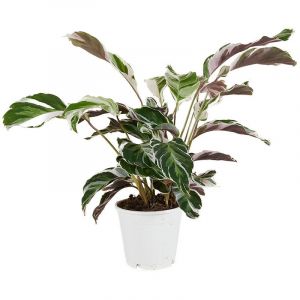 Bloomique - Calathea White Fusion - Plante d'intérieur - Facile d'entretien - Purifiante - Hauteur 40-50 cm - Pot de 14 cm