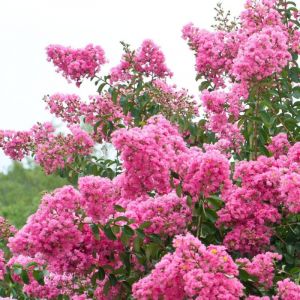 Lilas des Indes Rose/Pot de 7,5L