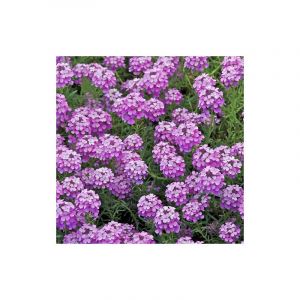 Aethionema armenum Warley Rose/Godet