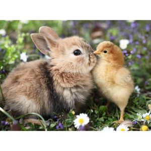 Ravensburger Puzzle 500 pi&egrave;ces : Lapin et poussin