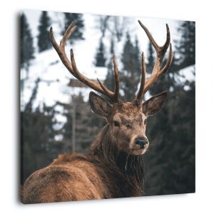 Ceanothe Tableau sur toile regard d'un cerf 90x90 cm