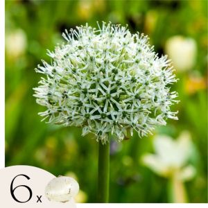 Allium Mount Everest - Bulbes x6 - Allium - Blanc
