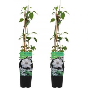 Bloomique - Lot de 2 - Clématite Miss Bateman - Vigne forestière - Blanc - Plantes grimpantes - Plantes de jardin - Rustiques - Pot 15 cm - 70-80 cm