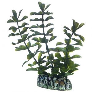 Hobby Bacopa | 13 cm