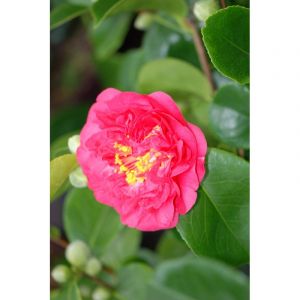 Cam&eacute;lia 'mrs r.l. Wheeler' taille du po