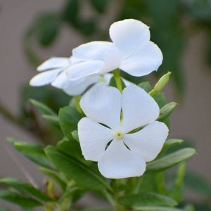 Pervenche minor Alba/Godet - 5/20 cm