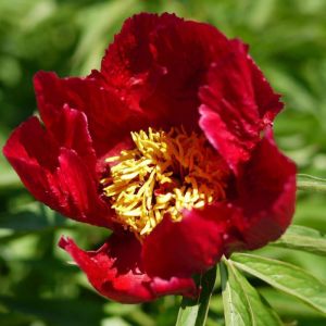 Pivoine herbacée Early Scout/Pot de 2L - 10/20 cm