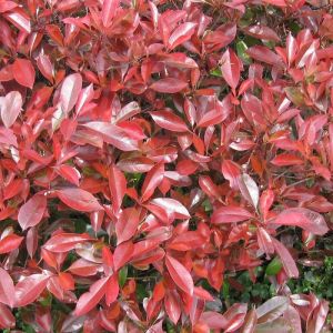 Photinia Little Red Robin/Pot de 7,5L - 40/60 cm