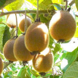 Actinidia Monty Femelle C3L