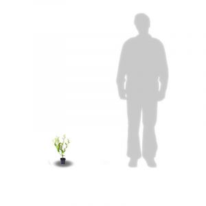 Aronie prunifolia Nero/Godet - 5/20 cm