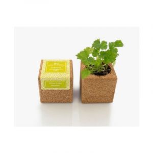 Achat Nature Grow cube aimanté coriandre