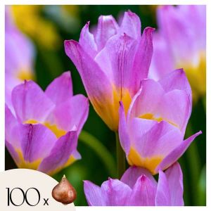 Tulipa bakeri Lilac Wonder - Bulbes de tulipes x100 - fleurs
