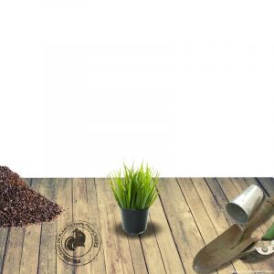 Acore odorant Variegatus/Godet - 5/20 cm