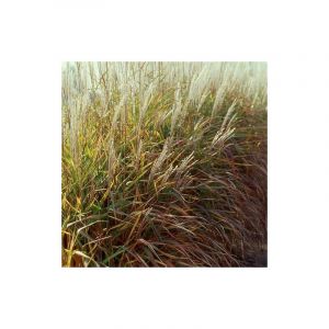 Herbe à éléphant Purpurascens/Godet