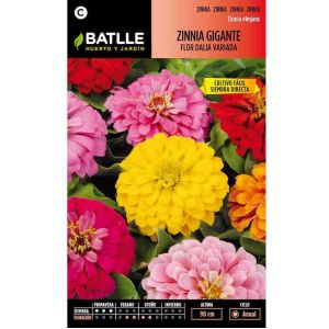 Batlle Graines De Zinnia Géant Fleur De Dahlia Variée