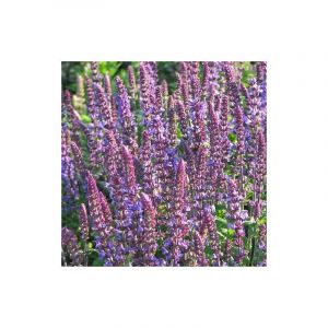 Sauge des bois New Dimension Blue/Godet