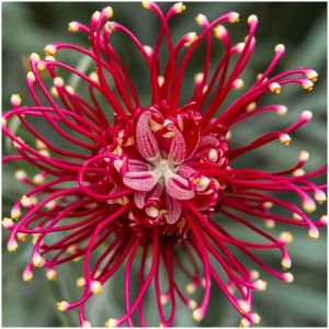 Grevillea juniperina/Pot de 7,5L - 40/60 cm